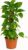Ivy on Moss Stick Real Indoor Plant 17cm Pot 1 Piece