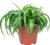 Green Lily ‚Bonnie‘ – Easy-Care Indoor Plant, Chlorophytum Comosum – Height Approx. 25 cm, Pot Diameter 12 cm