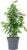Birch Fig ‚Forever‘ – Easy-Care Indoor Plant, Ficus Benjamini – Height Approx. 75 cm, Pot Diameter 17 cm