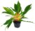 Chlorophytum orchidastrum ‚Green Orange‘ – Green Lily in Diameter 10 cm Pot – Easy-Care Indoor Plant