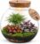 vdvelde.com Plant Terrarium Diameter 25 cm, Closed Ecosystem in Glass