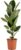 Bloomique – Ficus Elastica Robusta – Rubber Tree – Large Indoor Plants – Air Purifying – Easy Care – Height 80-100 cm – Pot 21 cm