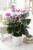 Gardeners Dream Tropical Purple Flamingo Indoor Plants – Real Anthurium Plant Decoration – Natural Flowering Plant in 13 cm Ceramic Pot – Easy Care Indoor Plants