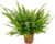 Bloomique – Nephrolepis Exaltata Vitale – Sword Fern – Indoor Plants – Air Purifying – Height 20-30 cm – Pot 12 cm