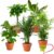 „Tierfreund“ Plant Set | Set of 5 | Pachira, Mountain Palm, Musa, Calathea, Areca | Approx. 30-60 cm | Diameter 12-15 cm Pot | Non-Toxic Indoor Plants for Home and Office