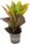 Miracle Shrub ‚Petra‘ – Easy-Care Indoor Plant, Codiaeum Petra – Height Approx. 40 cm, Pot Diameter 13 cm
