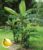 Baldur Garten Hardy Banana Green Plant in 12 cm Pot