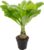 Hawaiian Palm Tree – Real Indoor Plant, Brighamia – Height Approx. 40 cm, Pot Diameter 12 cm