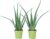 Set of 2 Real Aloe Easy-Care Indoor Plant, Aloe Vera, Height Approx. 40 cm, Pot Diameter 12 cm