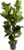 Bloomique – Ficus Lyrata – Violin Leaf – XXL Indoor Plants – Air Purifying – Easy Care – Height 140-160 cm – 30 cm Pot