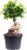 Chinese Fig – Easy-Care Indoor Plant, Ficus Ginseng, Height Approx. 40 cm, Pot Diameter 17 cm