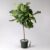 Violin Fig, Stem, Pot Diameter 27 cm, Height Approx. 150 cm, Includes Watering System