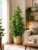 Ficus Benjamina Golden King 130-150 cm – Easy Care Indoor Plant with Golden Leaves, Indoor Plant for Living Rooms