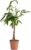 Bloomique – Pachira Aquatica – Money Tree – Water Cocoa – Indoor Plants – Air Purifying – Easy Care – Height 80-90 cm – Pot 21 cm