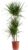 Dracaena Marginata Dracaena Marginata Dracaena Tree, 3-Stranded Dragon Tree, Easy-Care Indoor Plant, Height Approx. 120 cm, Pot Diameter 21 cm