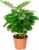 Coffee Plant – Easy-Care Indoor Plant, Coffea Arabica – Height Approx. 15-20 cm, Pot Diameter 9 cm