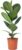 Rubber Tree – Easy-Care Indoor Plant, Ficus Elastica ‚Robusta‘ – Height Approx. 70 cm, Pot Diameter 21 cm