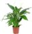 Single Leaf 4-8 Flowers/Buds – Real Indoor Plant, Spathiphyllum – Height Approx. 70 cm, Pot Diameter 17 cm