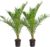 Bloomique – 2er-Set – Phoenix Canariensis – Kanarische Dattelpalme – Palme – Balkonpflanzen Winterhart – Höhe 80-100 cm – Topf 19 cm