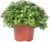 Callisia Turtle ‚Smit Eden Elegance‘ Creeping Cushion Height Approx. 15 cm Pot Diameter 10.5 cm