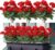 Weldomcor 3 Bundles Artificial Geranium Artificial Flowers Like Real Red