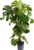 Bloomique – Monstera Deliciosa – Window Leaf – XXL Indoor Plants – Air Purifying – Easy Care – Height 120-140 cm – Pot 24 cm