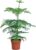 Bloomique – Araucaria Heterophylla – Indoor Fir – Norfolk Fir – Indoor Plants – Christmas Decoration – Height 80-100 cm – Pot 21 cm