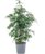 Birch Fig – Easy-Care Indoor Plant, Ficus Benjamini – Height Approx. 100 cm, Pot Diameter 21 cm