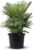Tropictrees Chamaerops Humilis, Dwarf Palm Tree, Hardy and Cold-Resistant, with a Height of 100 cm, Short Stature, Outdoor Green Plants, Outdoor Palm Tree