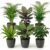 vdvelde.com Indoor Plants Set of 6 Animal-Friendly, Anthracite Pots