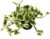 Devil’s Ivy, Scindapsus (Epipremnum Aureum) Variety: N’Joy White Colourful Foliage Vine, Hanging Plant, Air Purifying