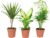 Set of 3 Easy-Care Indoor Plants Chamaedorea, Dieffenbachia, Dracaena – Air Purifying – Pot Diameter 10-12 cm