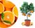 Meine Orangerie Orange Tree – Real Orange – Citrus Plant – Citrus Sinensis – Orange Tree – Refined Orange Tree in Gardener Quality (Mezzo [M])