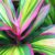 1 x Cordyline „Kiwi“ to buy | 30-40 cm club lily for home or office