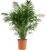Bloomique – Chamaedorea Elegans – Mountain Palm – Indoor Plants – Easy Care – Pet Friendly – Height 80-100 cm – Pot 20 cm