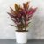 1 x Cordyline Tango – Multicoloured Air Purifying Indoor Plants – Pot Plant – Easy Care Indoor Plants Partial Shade – Ideal Indoor Plants – Real Plants in 12 cm Pot