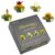 Creano 4 Tea Flowers in Elegant Gift Box – Teelini White & Green Tea in Cup Size