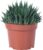 Aloe – Easy-Care Indoor Plant, Aloe Aristata ‚Magic Rocks‘ – Height Approx. 20 cm, Pot Diameter 12 cm