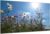 DARO Design – Wall Picture on 6 mm HDF 70 x 50 cm Flower Meadow from Below – Wall Decoration Pictures Gift