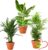 „Tierfreund“ Plant Set | Set of 3 | Musa, Mountain Palm, Areca | Approx. 30-60 cm | Diameter 12-15 cm Pot | Non-Toxic Indoor Plants for Home and Office