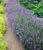 Baldur Garten 3 x Blue Scented Lavender Plants with 9 x 9 cm Pot Bales