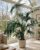 XXL Kentia Palm Tree up to 220 cm – Howea Forsteriana Indoor Palm, Elegant Indoor Palm Tree & Large Living Room Palm, Easy-Care Tropical Green Plant for Office, Conservatory & Living Room