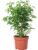 Birch Fig ‚Natasja‘ Branched – Easy-Care Indoor Plant, Ficus Benjamini – Height Approx. 30 cm, Pot Diameter 12 cm