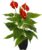 Artificial Anthurium Plant in Pot Anthurium Exotic Flamingo Flower Exotic Plant with Red Flowers Flamingo Plant Artificial Plant Decorative Plant Artificial Flower Decorative Indoor Plant Calla