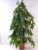 [Palm Tree Storage] – XL Ficus bin „Amstel King“ – 160 cm/Indoor Plant Similar to Benjamini