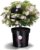 World First !! !! Bloombux® – Flower & Form By Inkarho® 25-30 Cm In 2 Liter Plant Container