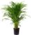 Golden Cane Palm, 130–150 cm, Areca Palm, Chrysalidocarpus Lutescens
