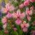 4Iris-h High-Quality Decoration, Exclusive Gift Art Design Chic