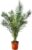 Phöenix Canariensis Canary Date Palm 160 cm for Indoor and Outdoor Use Hardy and Easy Care