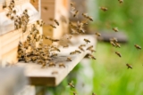 Ist Propolis eigentlich vegan? Das müsst ihr wissen!